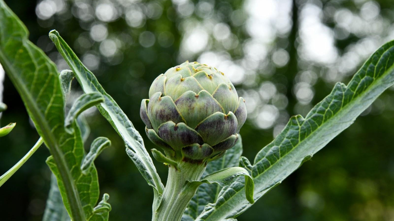 #10 Prebiotic Foods To Support Digestive Health - Ultimate Nutrition